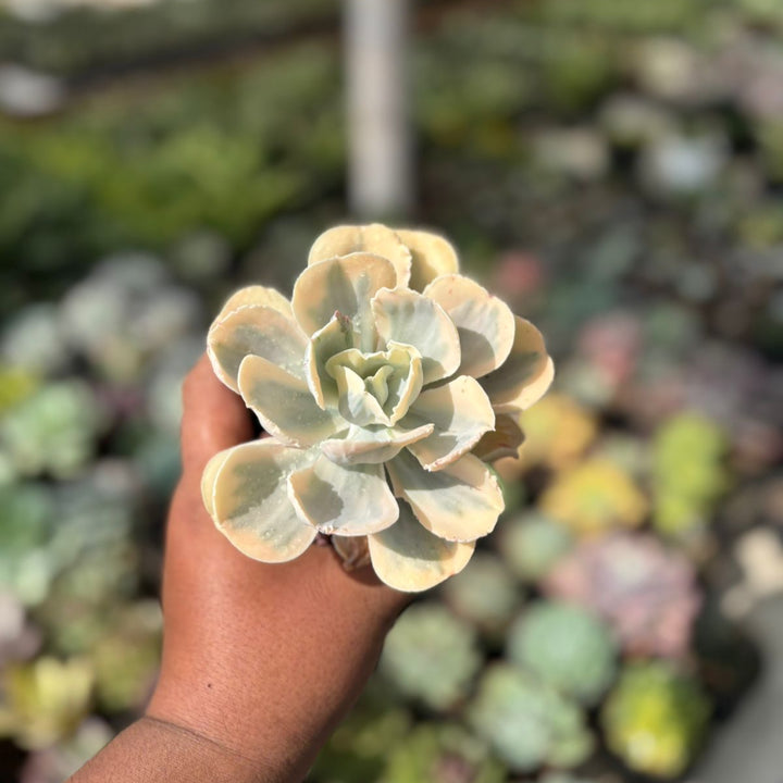 EXACT PLANT Echeveria white angle