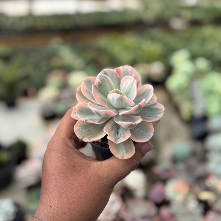 EXACT PLANT Echeveria pink angle