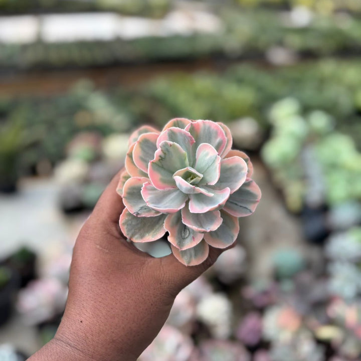 EXACT PLANT Echeveria pink angle