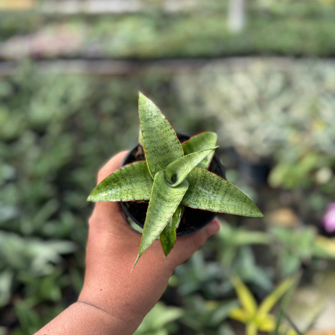 EXACT PLANT Sansevieria mega