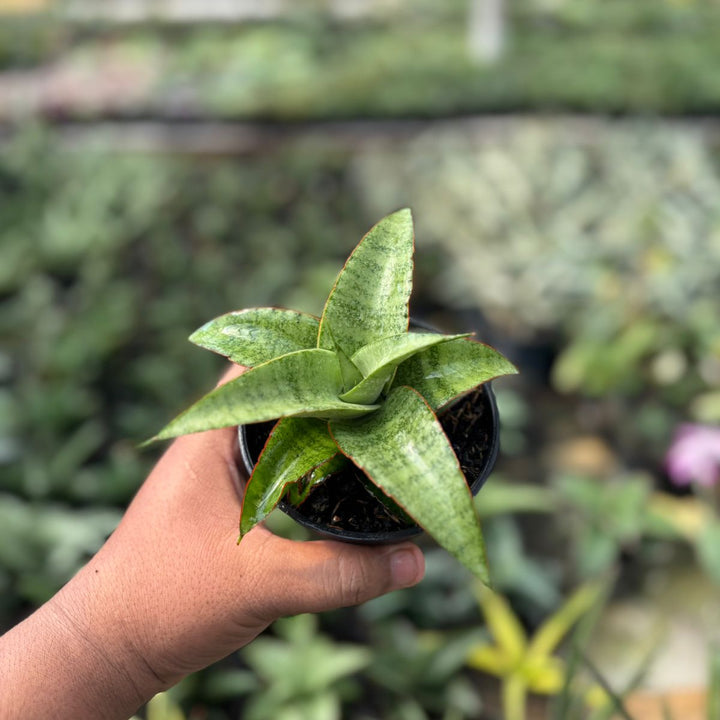 EXACT PLANT Sansevieria mega