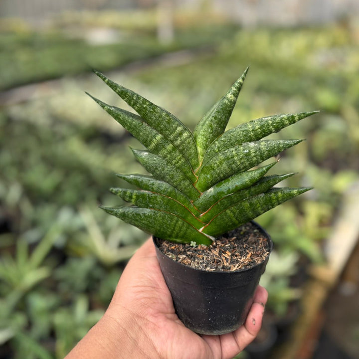 Sansevieria Gabriela x Bela x Ariela x Boncel