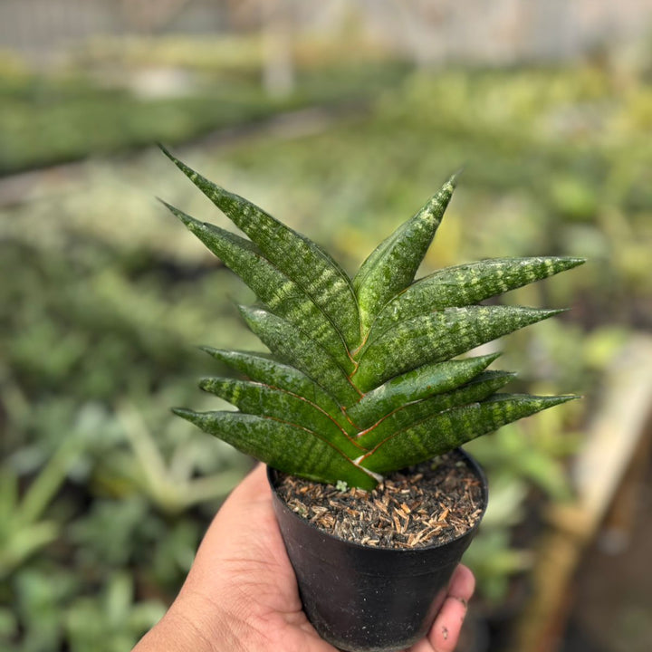 Sansevieria Gabriela x Bela x Ariela x Boncel