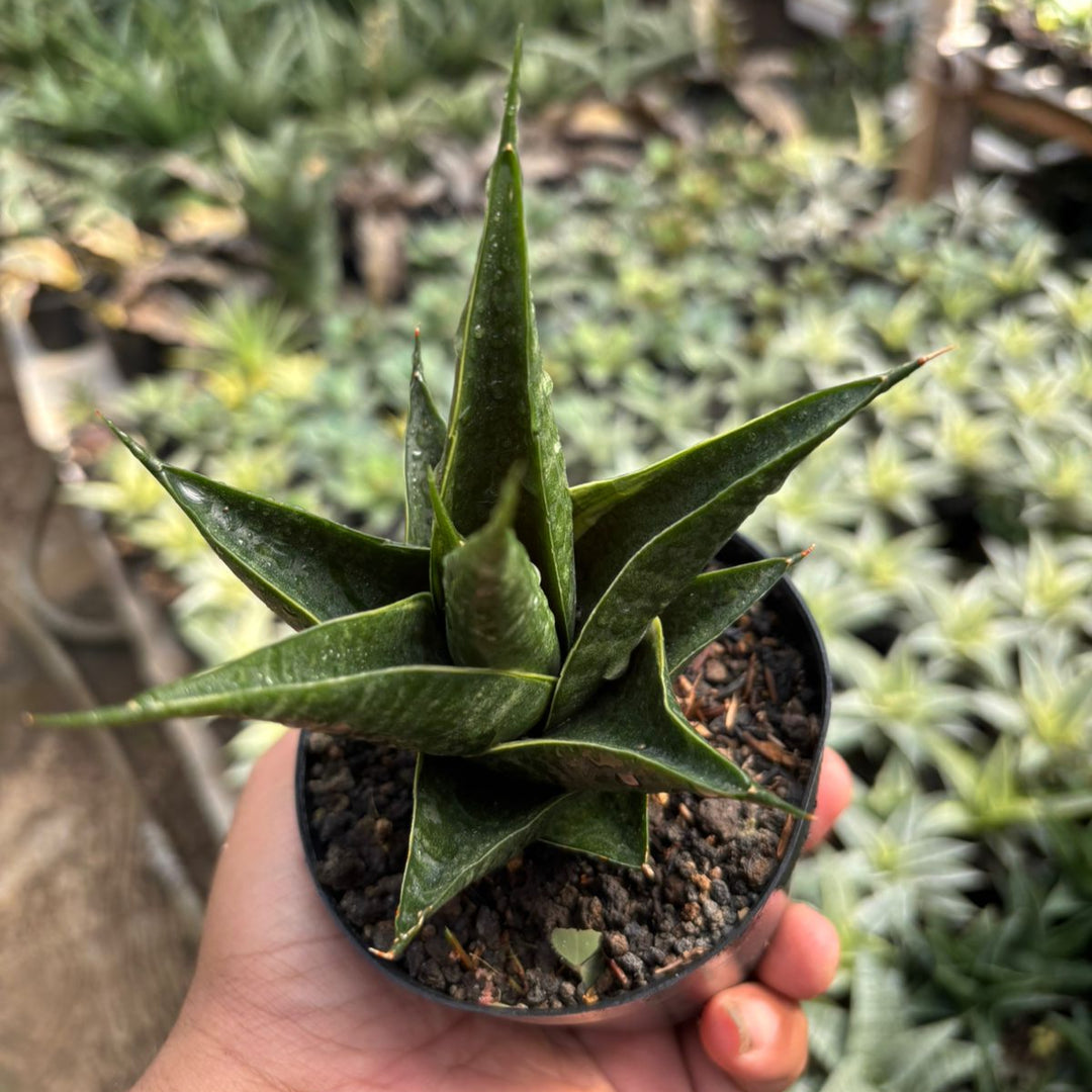 EXACT PLANT Sansevieria renata variegated