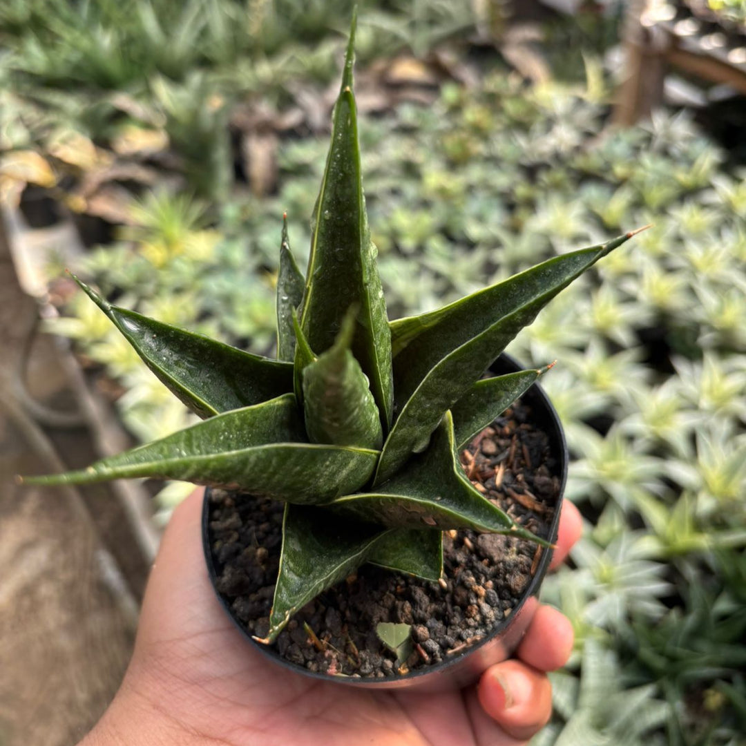 sansevieria downsii variegated Sansevieria renata variegated