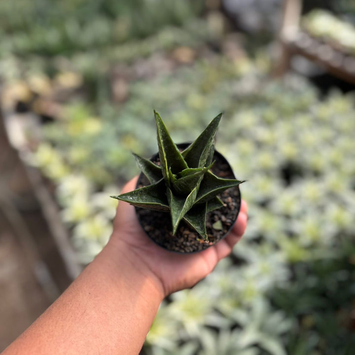 EXACT PLANT Sansevieria renata variegated