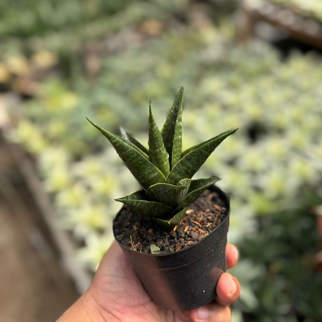 EXACT PLANT Sansevieria renata variegated