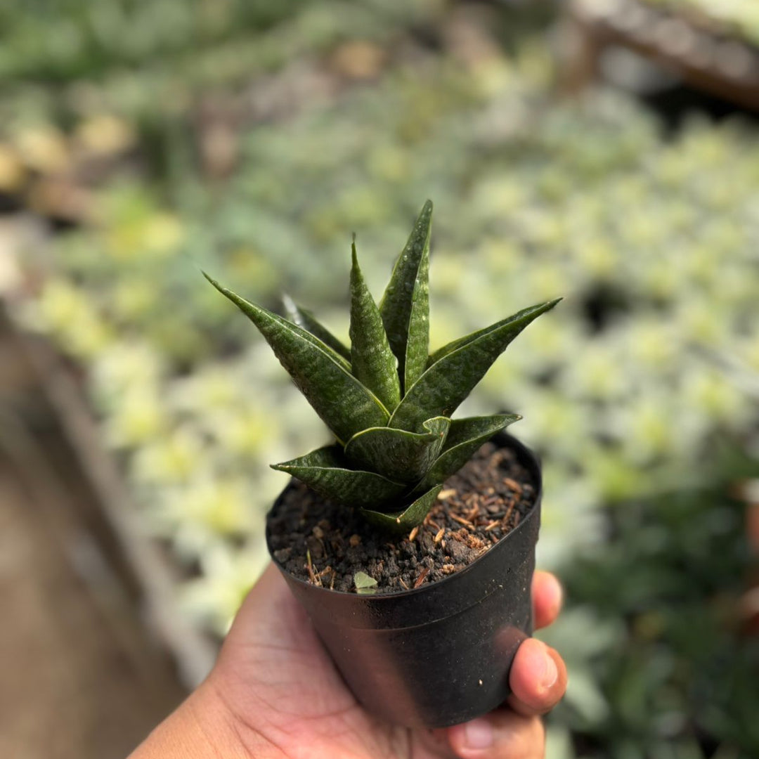 Sansevieria renata variegated