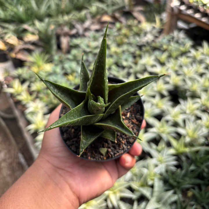 EXACT PLANT Sansevieria renata variegated