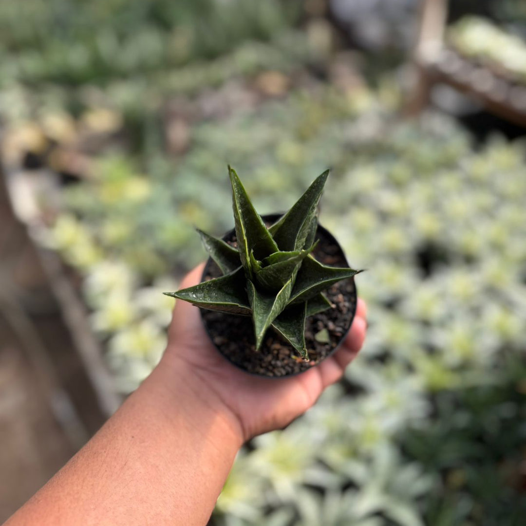 Sansevieria renata variegated