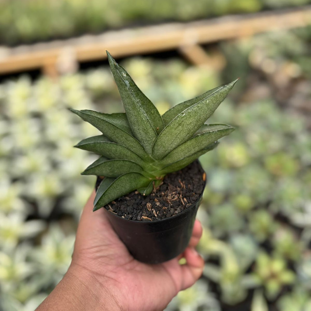 EXACT PLANT Sansevieria Sahara