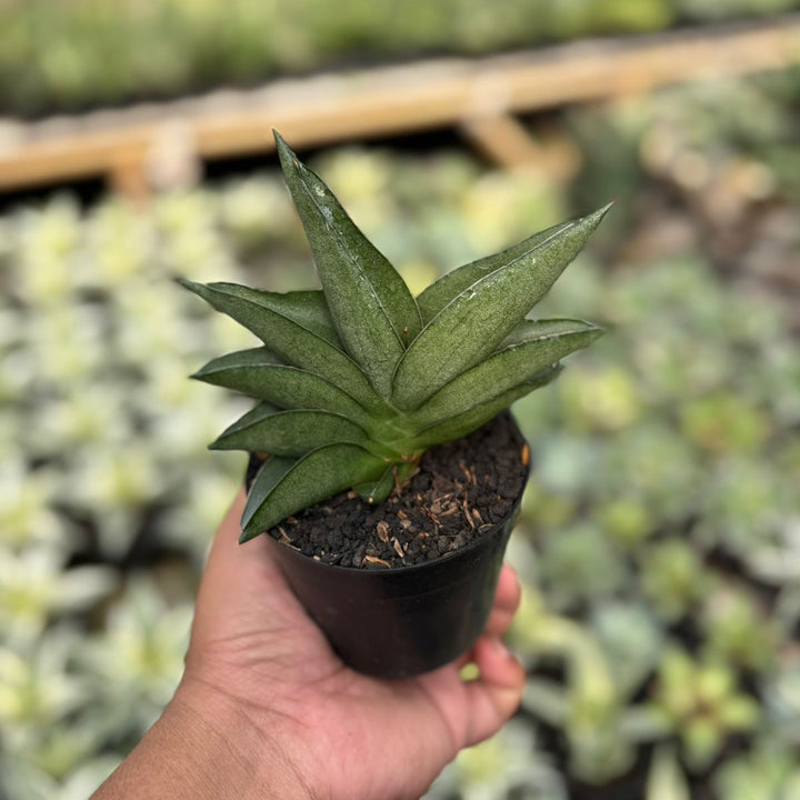 EXACT PLANT Sansevieria Sahara