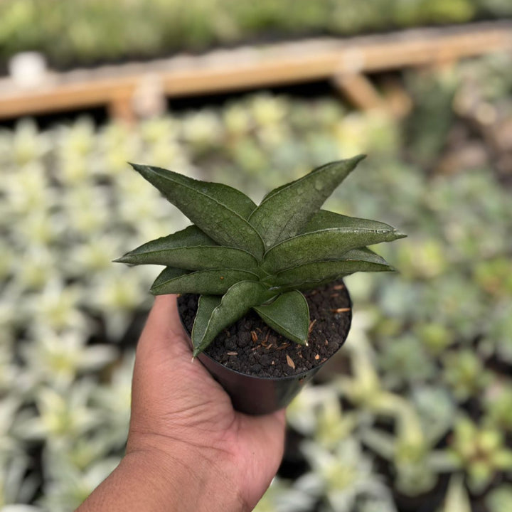 EXACT PLANT Sansevieria Sahara