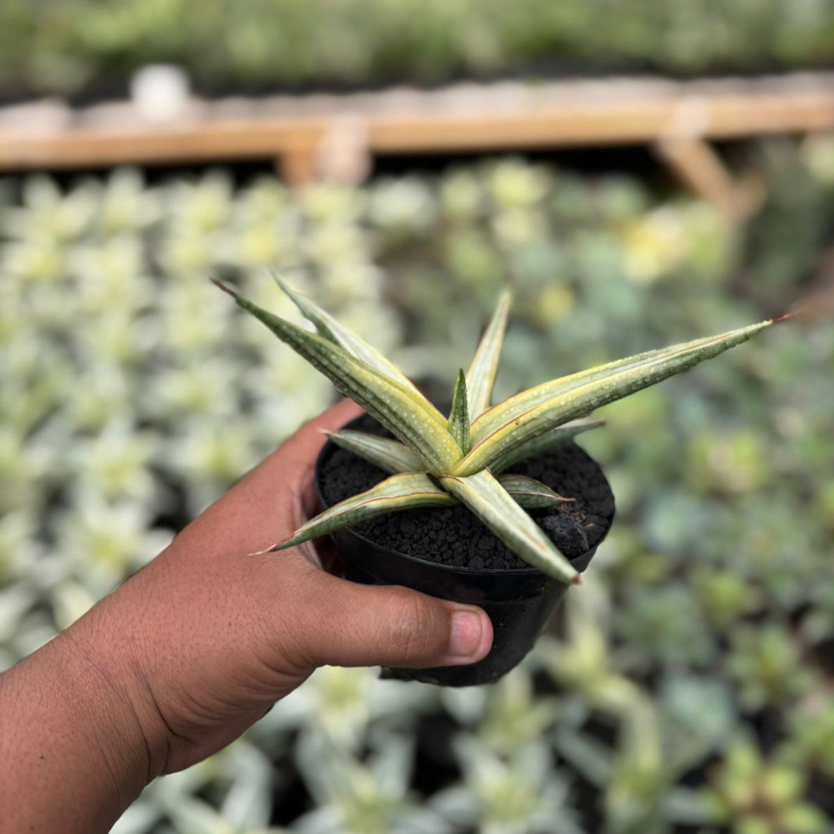 sansevieria royal crown EXACT PLANT Sansevieria royal crown variegated white – Succulentasia