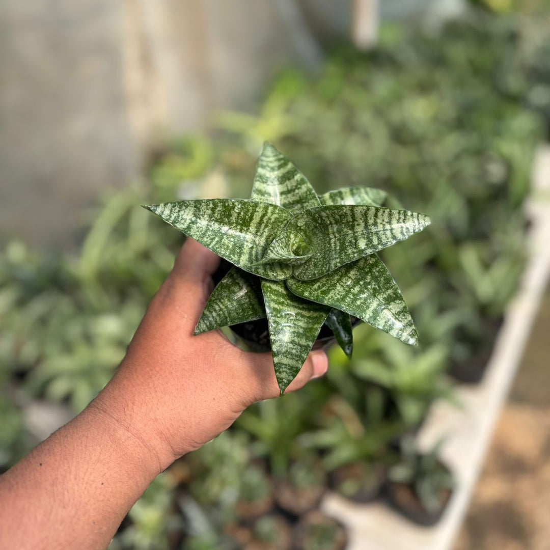 SA39 Sansevieria ariela