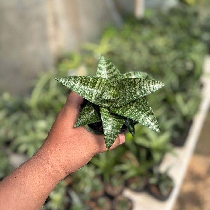 SA39 Sansevieria ariela