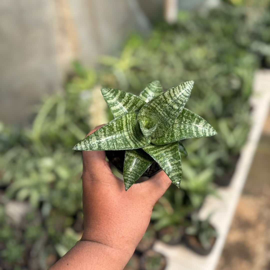 SA39 Sansevieria ariela