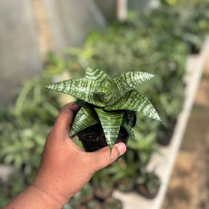 SA39 Sansevieria ariela