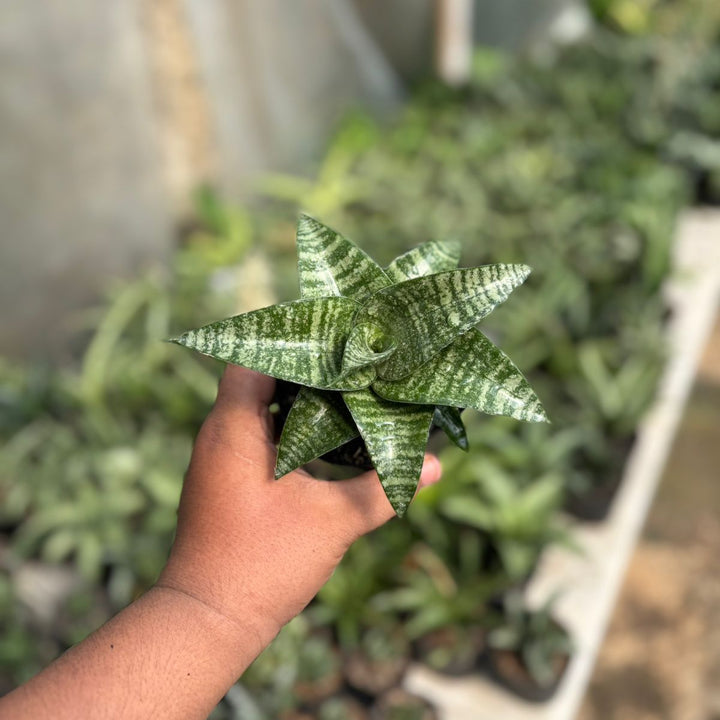 EXACT PLANT Sansevieria khinobi
