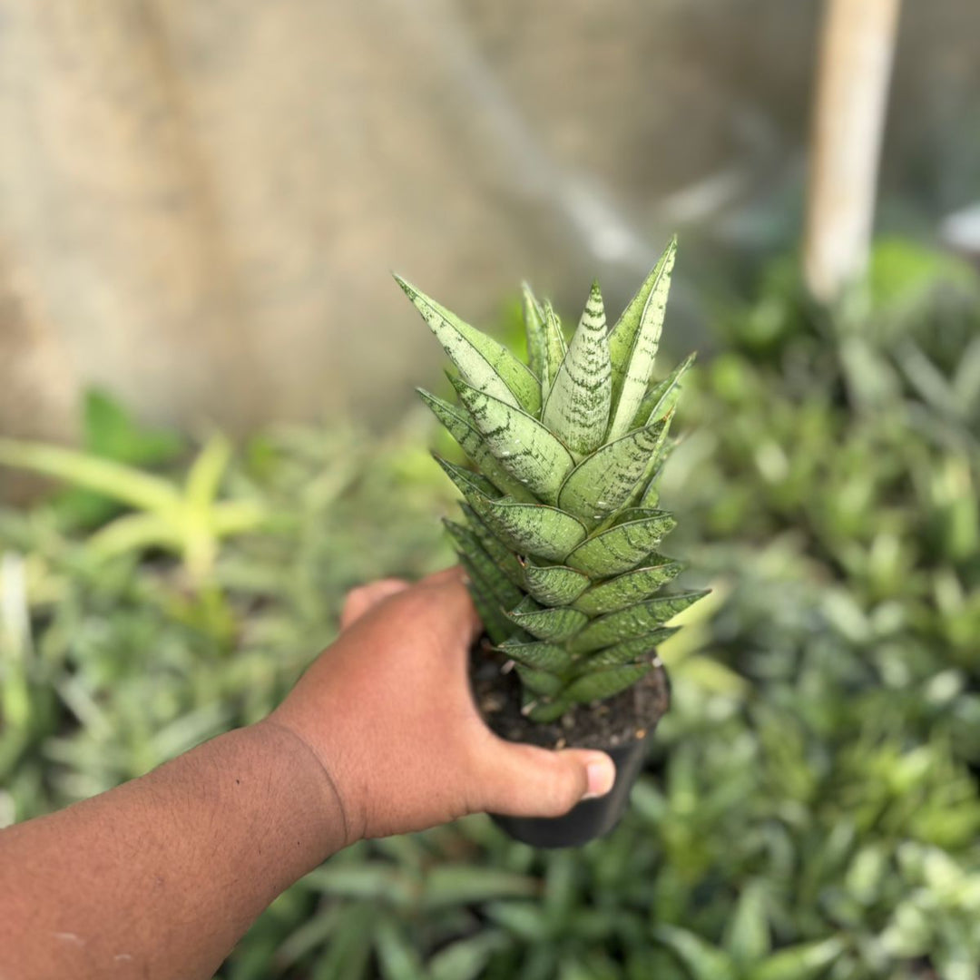 EXACT PLANT Sansevieria antika