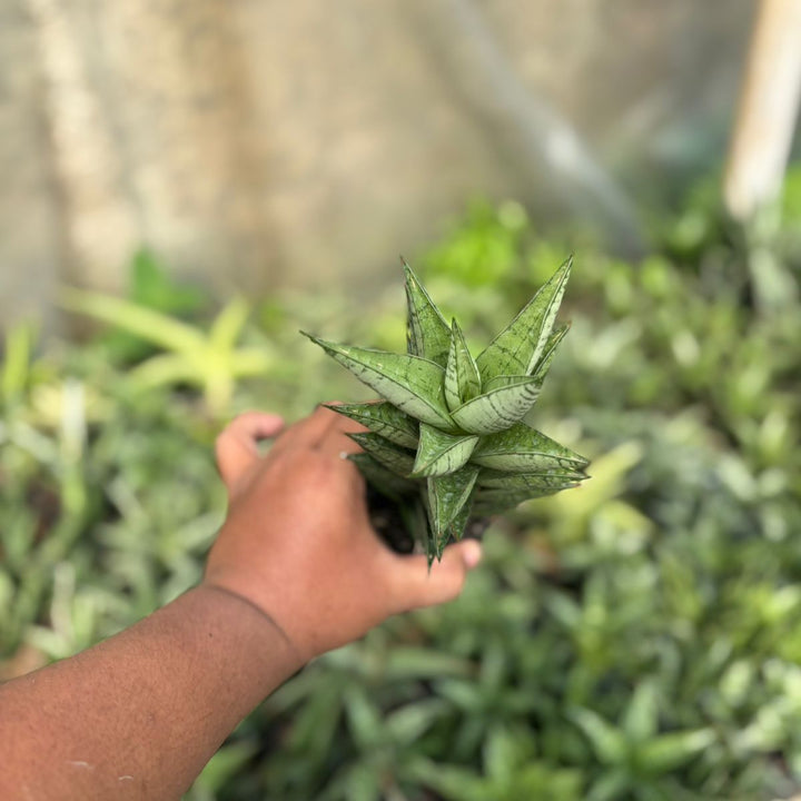 EXACT PLANT Sansevieria antika