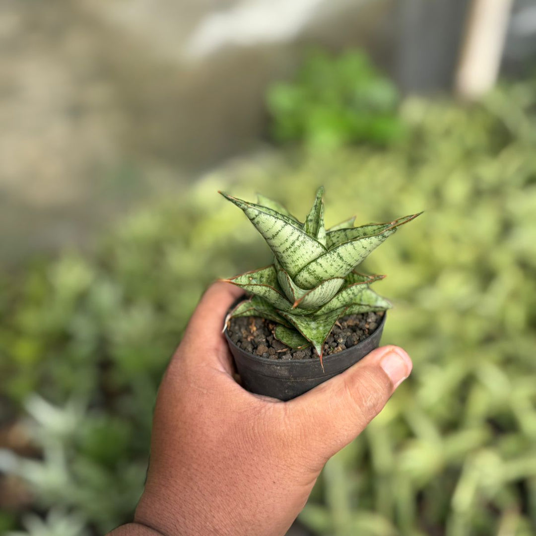 Sansevieria Marsha Anjani x Blue ice
