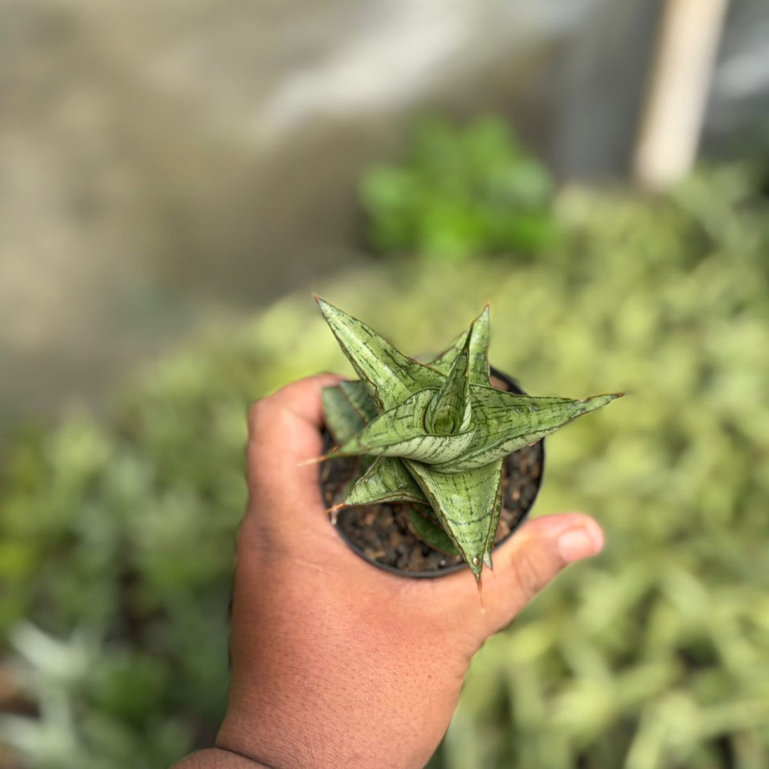 Sansevieria Marsha Anjani x Blue ice