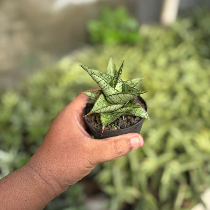 Sansevieria Marsha Anjani x Blue ice