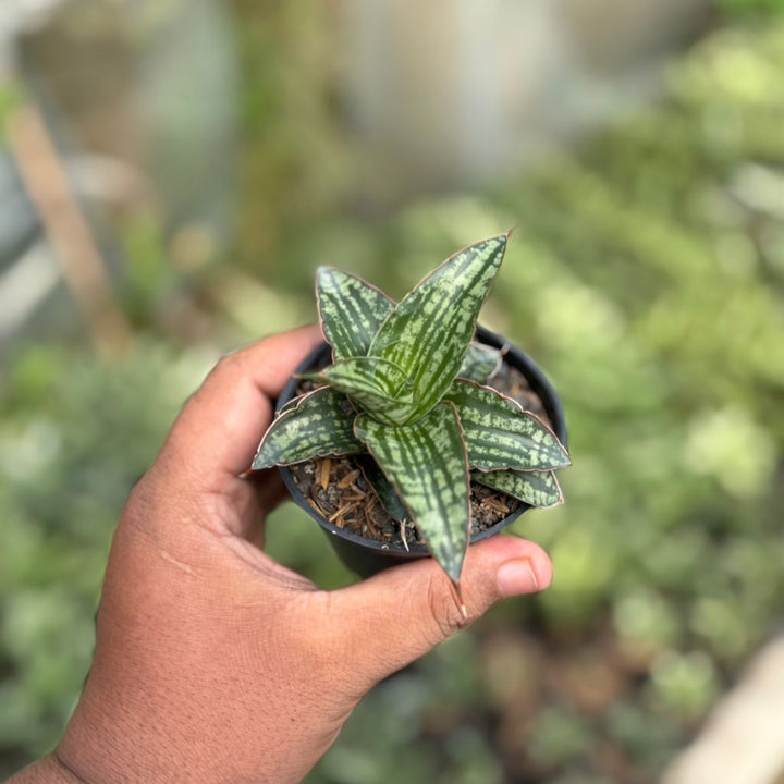 Sansevieria Karolin