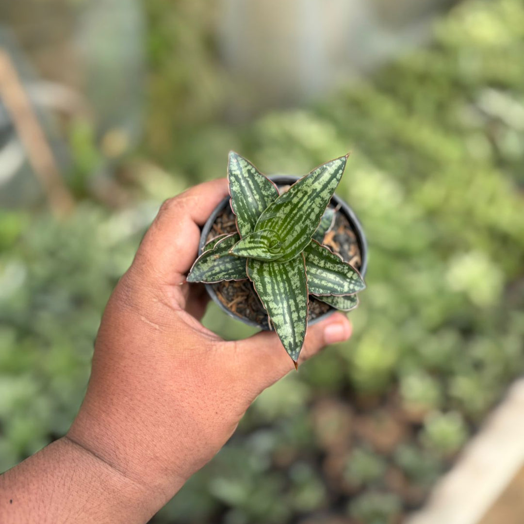 Sansevieria Karolin