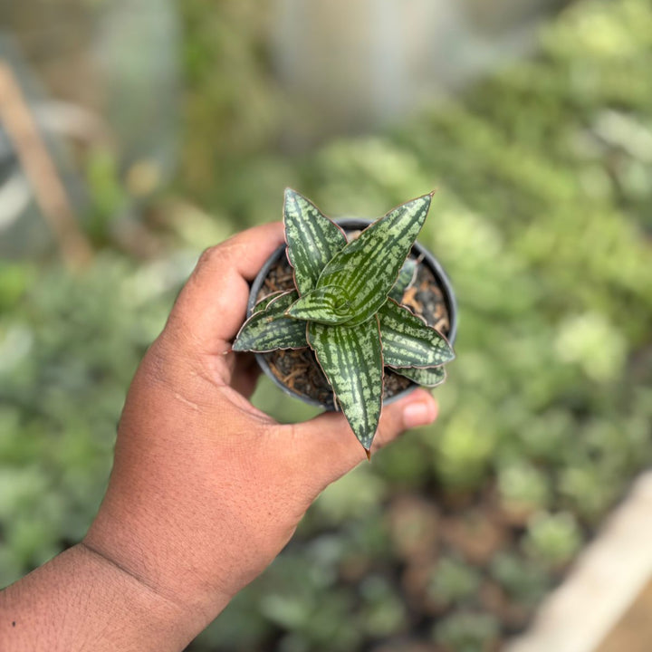 Sansevieria Karolin
