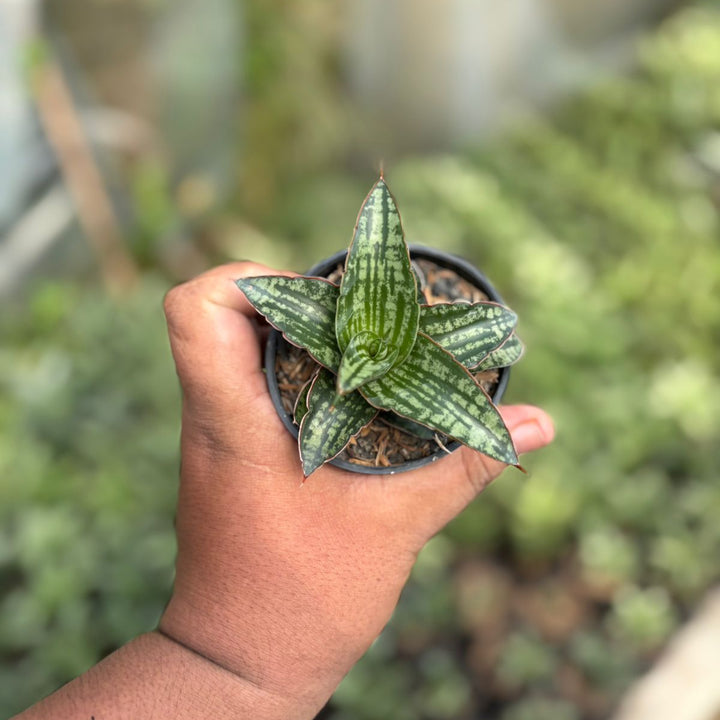 Sansevieria Karolin