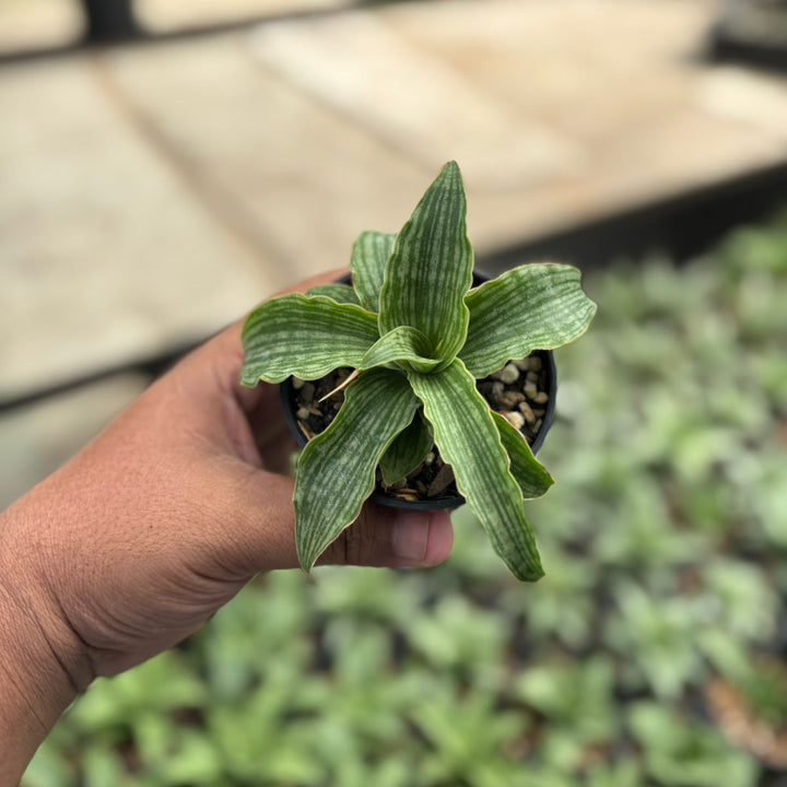 Sansevieria Laily