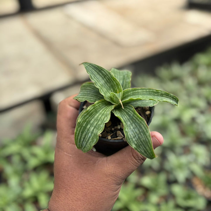 Sansevieria Laily