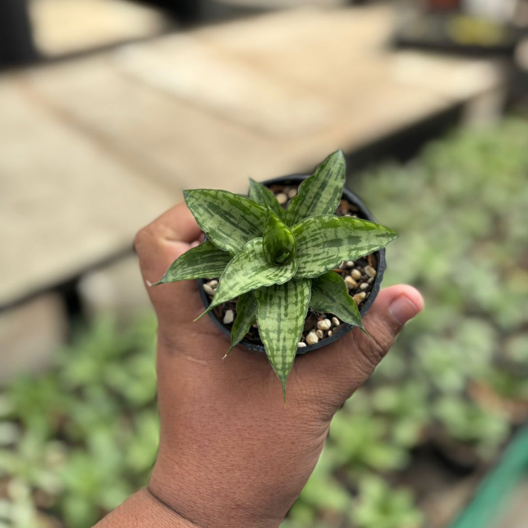 SA24 Sansevieria ismala