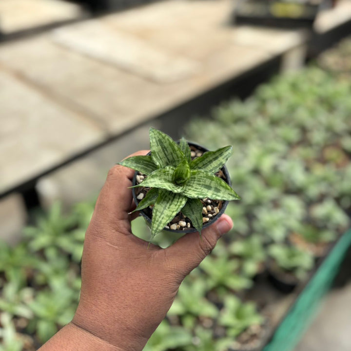SA24 Sansevieria ismala