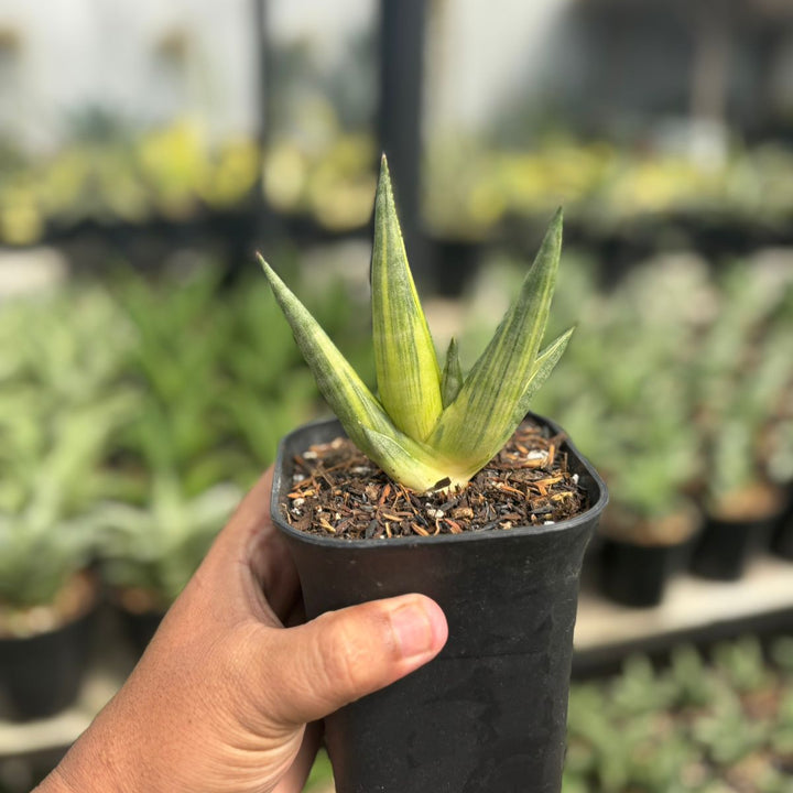 Sansevieria Yuki Ona