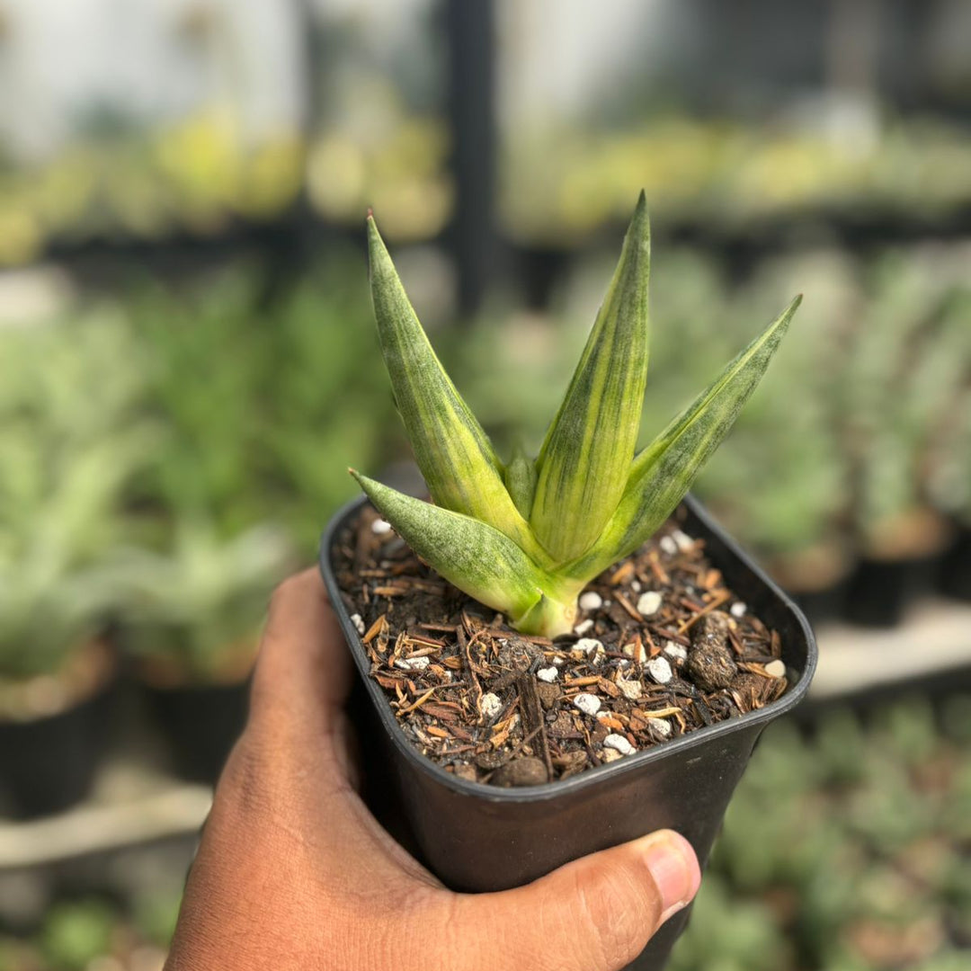 Sansevieria Yuki Ona