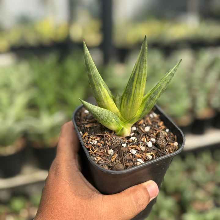 Sansevieria Yuki Ona
