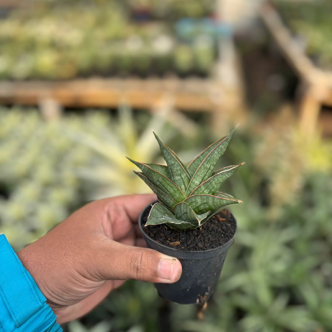 SA51 Sansevieria ao77