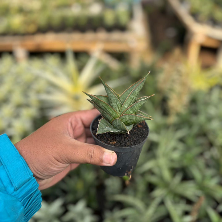 Sansevieria ao77