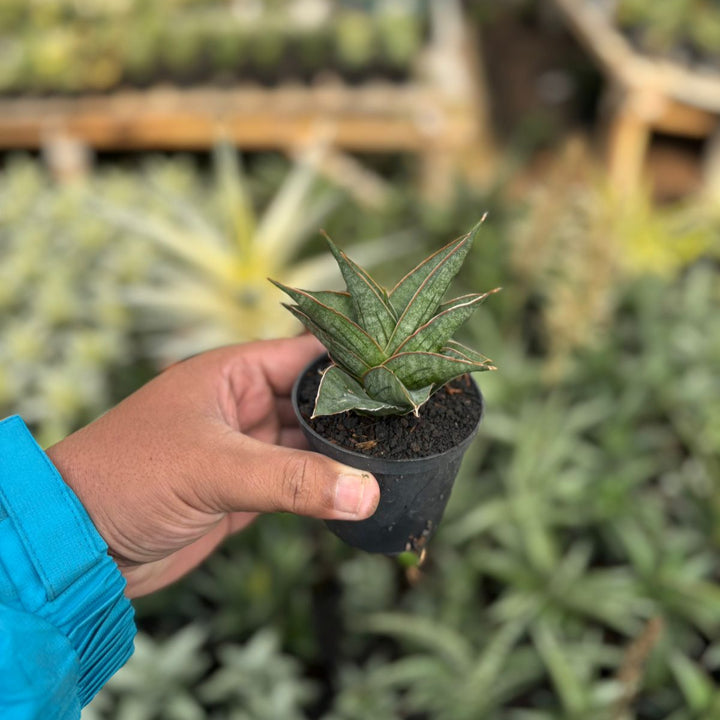 SA51 Sansevieria ao77