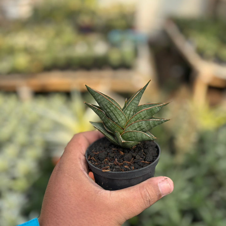 SA51 Sansevieria ao77