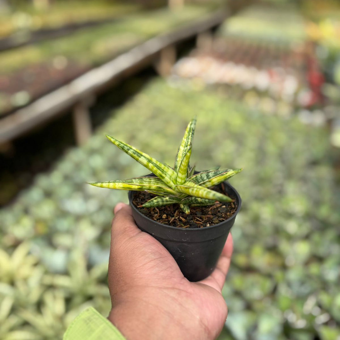 Sansevieria Balyii Variegated