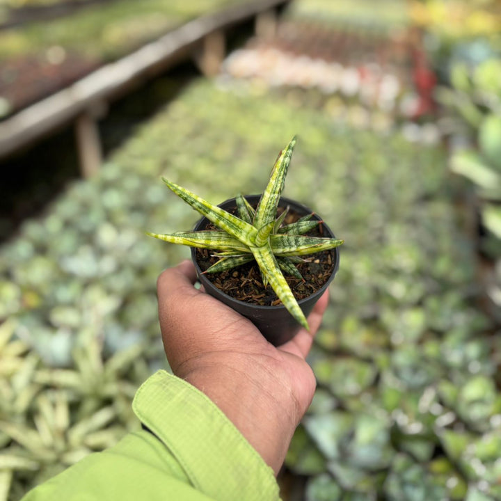 Sansevieria Balyii Variegated