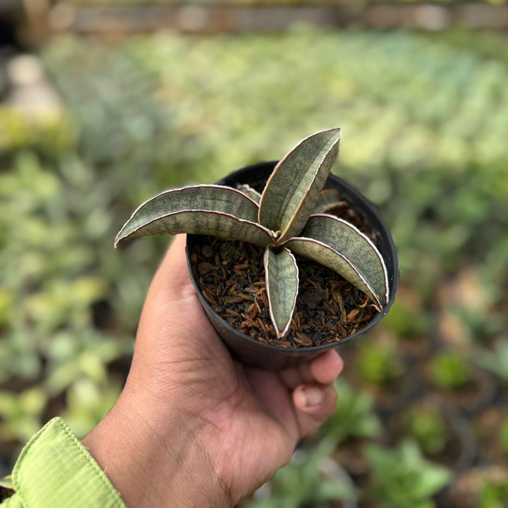 sansevieria Super Pink