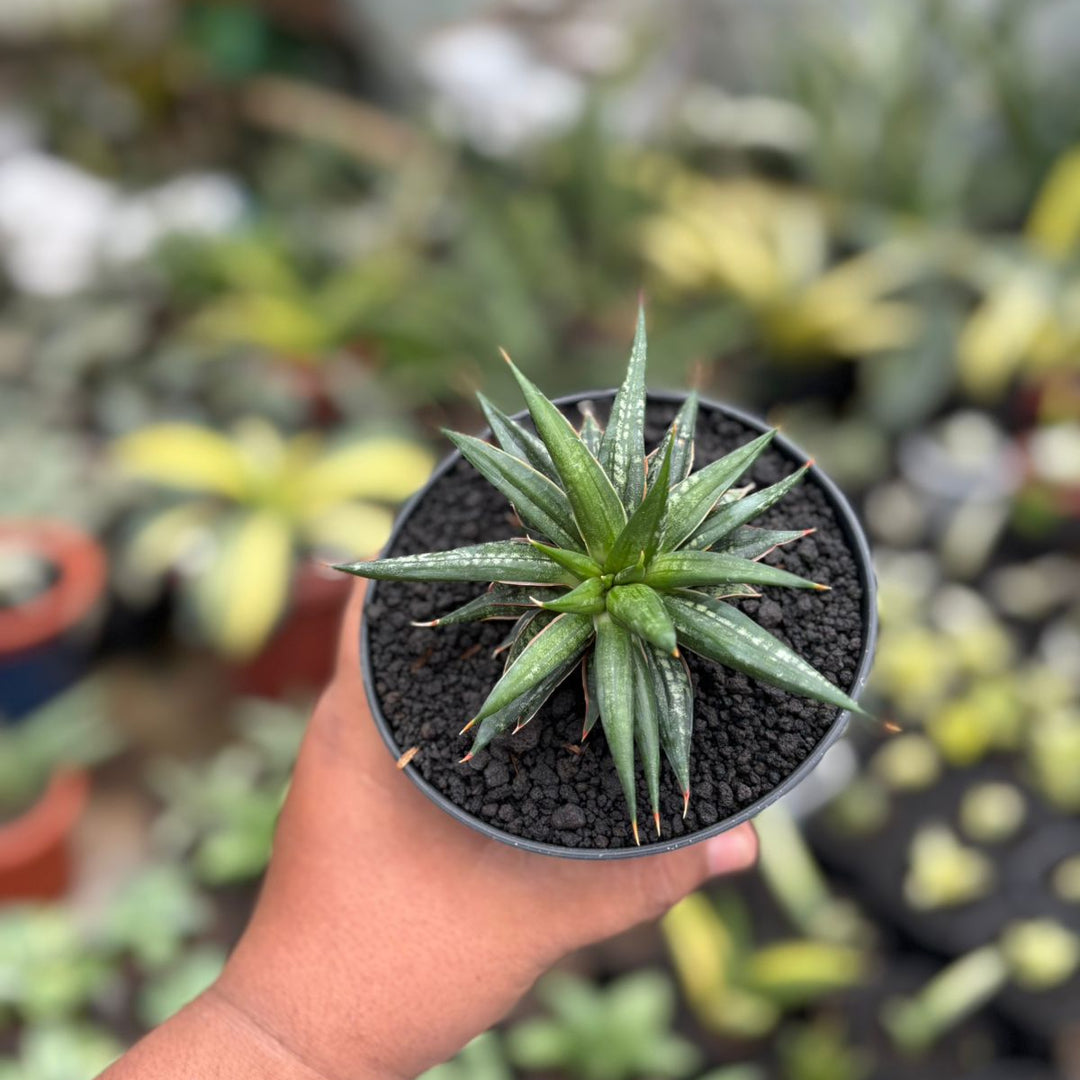 SA57 Sansevieria penomenal crested