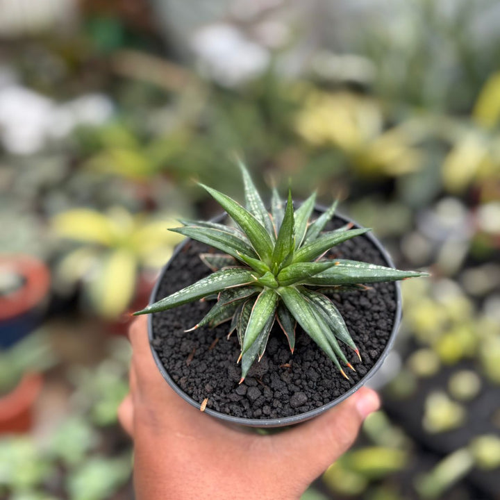 SA57 Sansevieria penomenal crested