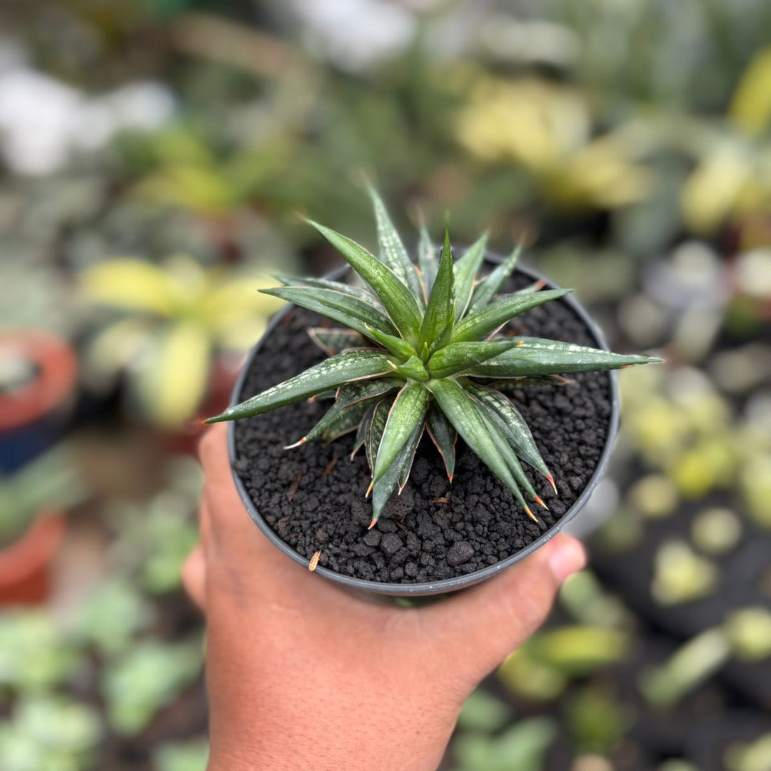 EXACT PLANT Sansevieria penomenal crested
