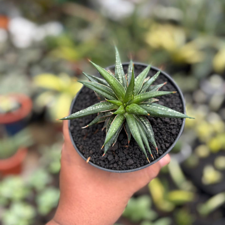 SA57 Sansevieria penomenal crested